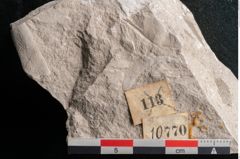 Foto (Detailansicht) von Dictyopteris brongniarti Gutb. (NHMW-GEO-2024-0188-10770)